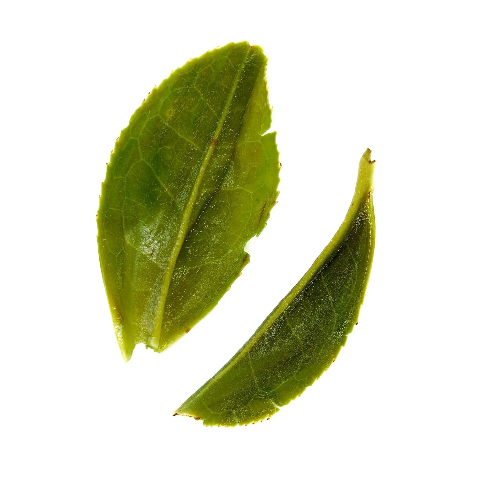 Rare Leaves Emerald - Single Estate Pi Lo Chun Green Tea - Whispered Echos